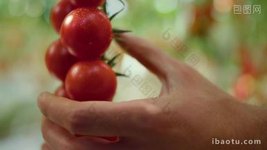 采摘小番茄